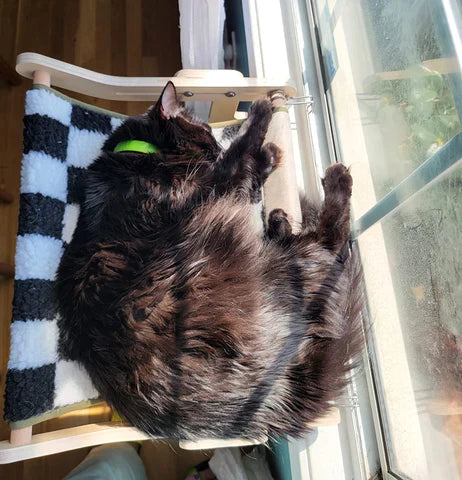 Pawsus
